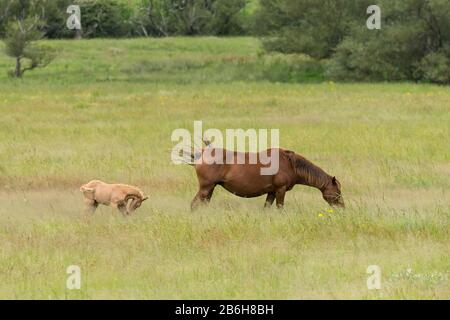 Stute und Fohlen weiden auf einer Wiese, Weide, Feld in Kwazulu Natal, Südafrika auf einer Farm Stockfoto