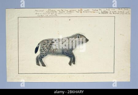 Crocuta Crocuta (Gevlekte Hyena) Crocuta Crocuta (Spotted Hyena) Objekttyp: Zeichnungsalbum Leaf Animal Study Objektnummer: RP-T-1914-17-133 Aufschriften/Marken: Anmerkung, oben am Rand, Stift und Braun, 'Males Hy [A] ena, auf dem Caap genoemt tyger Wolf / [als Datum und Unterschrift] / Doodgeschoo [? R] in einem Legegeteekent. Von Hottentots genaamt t'hòeka [betont] die erste Silbe mit / [weiter nach rechts] ein knallender Kampf um Gelyk, das pronunziert / nach links: Lange von Schnauze bis Anfang des Schwanzes vier Fuß, / Nogthans reifen nicht '(in Gordon's Handschrift, jegliche Manipulation der Schreibweise von hy Stockfoto