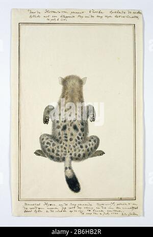 Crocuta Crocuta (Gevlekte hyena) Crocuta Crocuta (Spotted Hyena) Objekttyp: Zeichnungsalbum Blätterblatt Tierstudie Objektnummer: RP-T-1914-17-132 Aufschriften/Marken: Beschriftung, oben am Rand und unten am Rand, Stift in Braun: "Oben: Durch das Hottentots-Genaamt t'hoeka spricht zuerst / Silbe mit einem flatterenden Zungenschlag gegen den Gaumen, / gleichzeitig. Unten: Männer Hy [a] ena, sagte Tiger-Wolf, entworfen, an den Caap zu dem Lunar zoort, von dem etwas Hund ​​little nach dem eines Mannes / leo LYKEN ist, und die Gesichter auf dem Rücken, um aantonen zu können./ fol Stockfoto