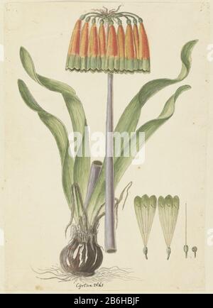 Cyrtanthus obliquus (Of) Aiton Cyrtanthus (titel op object) Cyranthus obliquus (Lf) AitonCijrtanthus (title object) Objekttyp: Zeichnungsalbum Blätterobjektnummer: RP-T-1914-18-79 Beschriftungen / Marken: Annotation, unten in der Mitte, Stift und Braun, "Cijrtanthus" (in Gordon's Handschrift) kann also auch auf der Zyrang geschrieben werden (also auf der Zyrang). Ifafa-Lilie (EFN, mehrere Quellen.) . Hersteller: Künstler: Robert Jacob Gordon Datum: Okt-17-märz-1710 Physische Merkmale: Bürste in Aquarell in Farben, Bürste in Körperfarbe, Bleistift und schwarze Kreide, Stift- und Tintenmaterial: Papieroberfläche Stockfoto