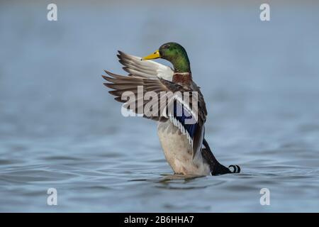 Mallard Duck (Anas platyrhynchos) ausgewachsenes Männchen, das seine Flügel auf einem See, Cambridgeshire, England, streckt Stockfoto