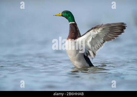 Mallard Duck (Anas platyrhynchos) ausgewachsenes Männchen, das seine Flügel auf einem See, Cambridgeshire, England, streckt Stockfoto