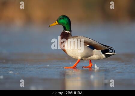 Mallard Duck (Anas platyrhynchos) Erwachsene Männer, die auf einem gefrorenen See, Surrey, England, spazieren gehen Stockfoto