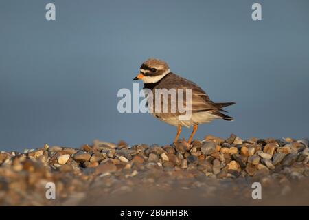 Ringpflauge (Charadrius hiaticula) erwachsener Vogel an einem Schindelstrand, Suffolk, England, Großbritannien Stockfoto