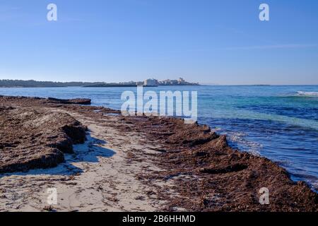 Algen am Strand es Trenc, es Trenc-Salobrar de Campos Naturpark, Colonia Sant Jordi, Migjorn Region, Mallorca, Balearen Stockfoto