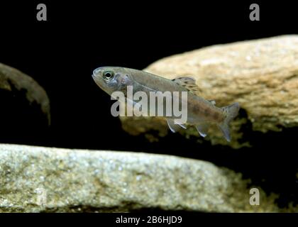 Atlantischer Lachs, parr (Salmo salar), gefangen, Frankreich Stockfoto