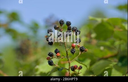 Wilde Brombeeren (Rubus fruticosus) Stockfoto