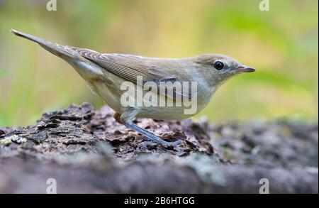 Gartenwarbler (sylvia borin) posiert auf Rinde von umgestürztem Baum in hellem Gefieders Stockfoto