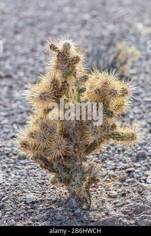 Hintergrundbeleuchteter cholla-kaktus in der Wüste von Nevada Stockfoto