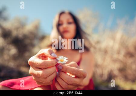 Junge Frau hält weiße Gänseblümchen in den Händen und pflückt für ihr Vermögen Stockfoto