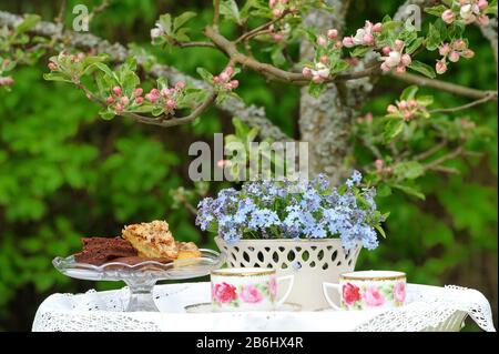 Kaffee und Plätzchen (Fika) im Garten durch ein aufblühendes Apfelmus Stockfoto