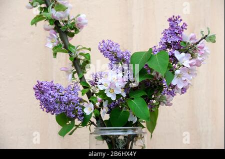 Apfel- und Fliesenblüten in einer Vase Stockfoto