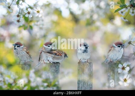 Süße kleine Vögel Spatzen sitzen am Zaun im Garten unter den Ästen von Kirschblüten mit weißen Knospen an einem sonnigen May Day Stockfoto