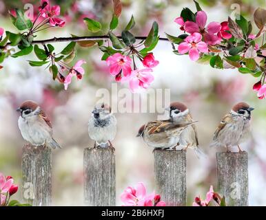 Süße kleine Vögel sparren auf Holzzaun unter blühendem rosafarbenem Apfelbaum im Mai Garten am Sunny Day Stockfoto