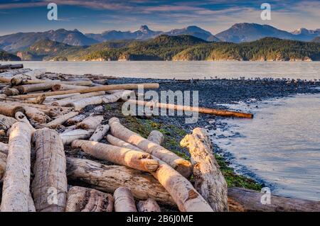 Treibholz am Strand im Rebecca Spit Provincial Marine Park, Quadra Island, Vancouver Island Area, British Columbia, Kanada Stockfoto