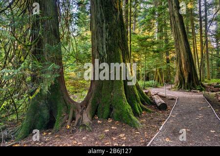 Westliche Redcedderbäume im gemäßigten Regenwald mit altem Wachstum, Cedar Trail, MacMillan Provincial Park, Vancouver Island, British Columbia, Kanada Stockfoto