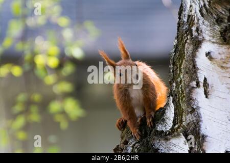 Auf einem Baum sitzt ein Eichhörnchen Stockfoto