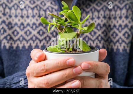 Detail der Hand des Menschen in Vintage-Pullover in Innenräumen halten und zeigen die Vase mit schöner Pflanze, kantigen Foto, seichte Schulden des Feldes Stockfoto