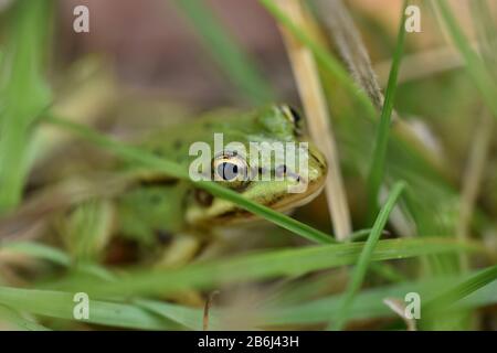 Europäischer Grünbauchfrosch (Hyla arborea) im Grüngras Stockfoto