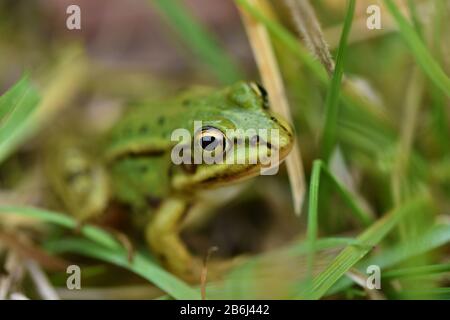 Europäischer Grünbauchfrosch (Hyla arborea) im Grüngras Stockfoto