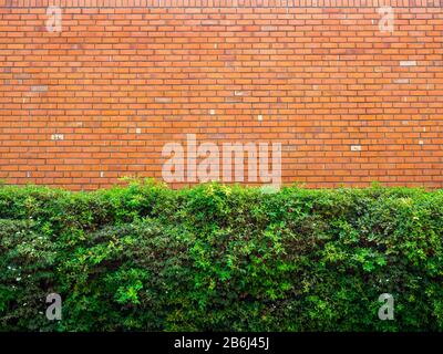 Grüner Busch vor rotem Backstein-Wandhintergrund. Nahtlose Wandstruktur aus Backstein. Stockfoto