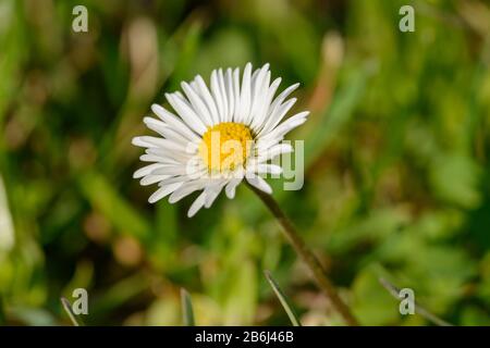 Einzelne weiße gemeine Rasen-Gänseblümchen (Bellis perennis) Blumendetails im Rasen, Makro Stockfoto