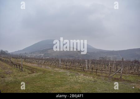 Weingutplantage in den Bergen im Frühjahr vor der Saison in Eger, Ungarn. Stockfoto