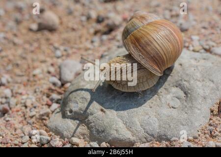 Burgunderschnecke (Helix pomatia), die auf einem Felsen krabbelt Stockfoto