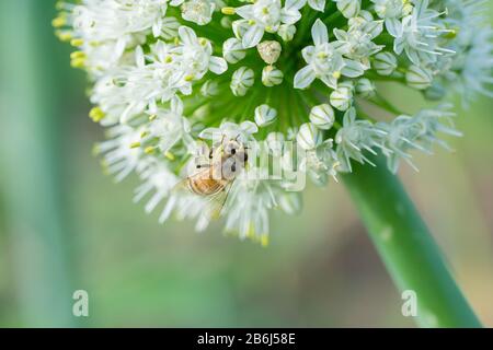 Honigbiene auf weißer Zwiebelblüte im Garten Stockfoto