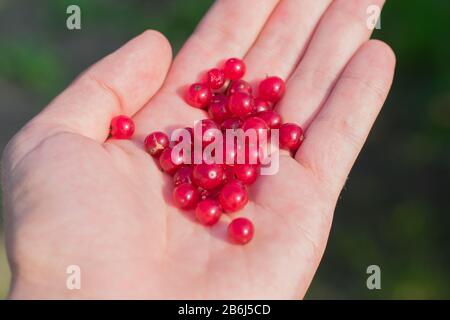 Der Mensch hält frische rote Beeren (Ribes rubrum) in Palmen Stockfoto