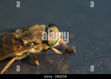 Pferdefliege (Tabanus bromius) mit großen Augen auf blauem Hintergrund