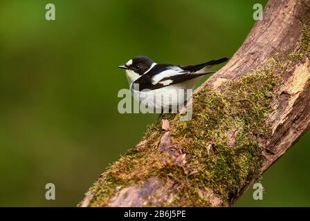 Collared Flycatcher - Ficedula albicollis, schöner Schwarzweiß-Perchvogel aus europäischen Wäldern, Hortobagy, Ungarn. Stockfoto