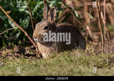 Orycolagus cuniculus. Porträt einer Tierwelt eines europäischen Kaninchens in einem natürlichen Lebensraum. Stockfoto