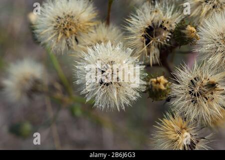 Flusen von verblassten Katsenblüten (Hypochaeris radicata) Stockfoto