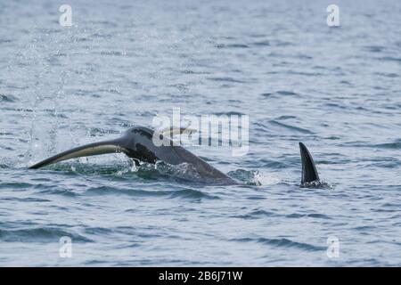 Killerwal in Tofino, Geschichte und Finne über Wasser, Blick vom Boot auf einen Killerwal Stockfoto