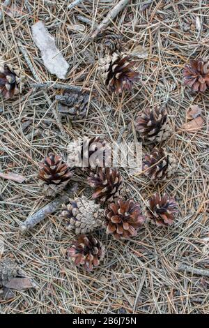 Haufen geöffneter trockener Kiefernhütchen auf dem Boden. Alte braune Kiefernnadeln auf dem Boden. Stockfoto