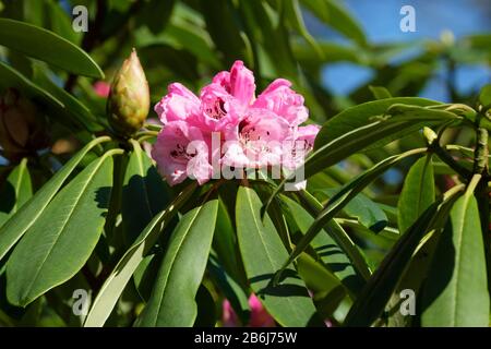 Rhodendron x geraldii, elepidote Arten hybrid mit Rosenblüten und einem violetten Bloch Stockfoto