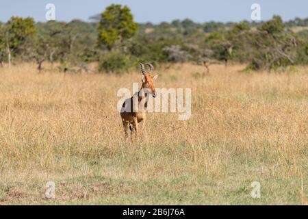 Jackson Heartebeest wartet auf die Migration in der braunen Savanne der Masai Mara, Kenia Stockfoto