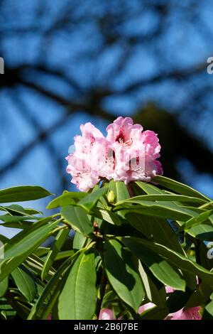 Rhodendron x geraldii, elepidote Arten hybrid mit Rosenblüten und einem violetten Bloch Stockfoto