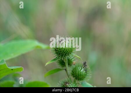 Grüne Knospen des Greater Burdock (Arctium lappa) Stockfoto