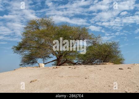 Der Baum des Lebens in der Wüste von Bahrain Stockfoto