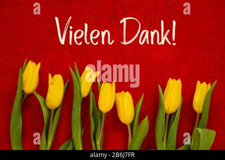 Gelbe Tulpenblumen, Roter Hintergrund, Text Vielen Dank Bedeutet Vielen Dank Stockfoto