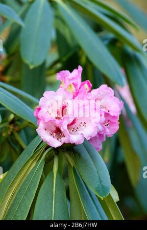 Rhodendron x geraldii, elepidote Arten hybrid mit Rosenblüten und einem violetten Bloch Stockfoto