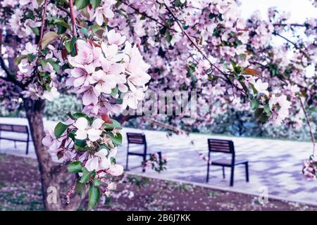 Zwei Bänke unter rosa blühende Bäume in einem Park. Selektive konzentrieren. Horizontale Rahmen kopieren Raum Stockfoto