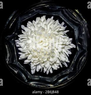 Draufsicht auf einzelne weiße Chrysanthemumblume mit Wassertropfen in Vase, wie im Rahmen, auf schwarzem Hintergrund. Vintage-Blumenhintergrund, strahlend fr Stockfoto