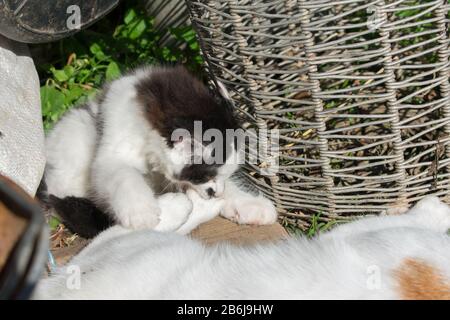 Süße schwarz-weiße Kätzchen, die auf der Pfote anderer Katzen spielen und beißen Stockfoto