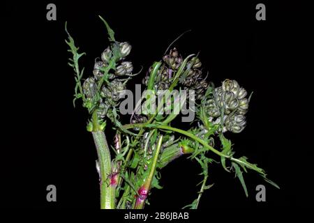 Chicorée (Cichorium intybus) blüht in der Nähe Stockfoto