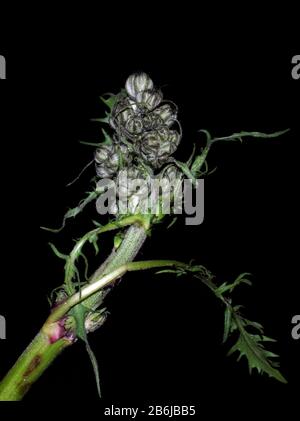 Chicorée (Cichorium intybus) blüht in der Nähe Stockfoto