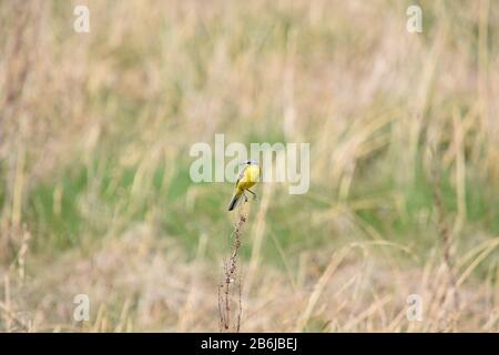 Gelber Wachtschwanz (Motacilla flava), der auf einem Astwiesenhintergrund steht Stockfoto