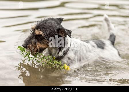 Der niedliche kleine Jack Russell Terrier Hund schwimmt in Wasser und holt sich eine Blume im Mund Stockfoto